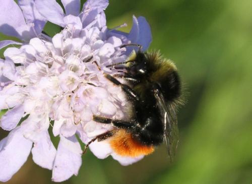 Réf. 297 184 : Bombus lapidarius